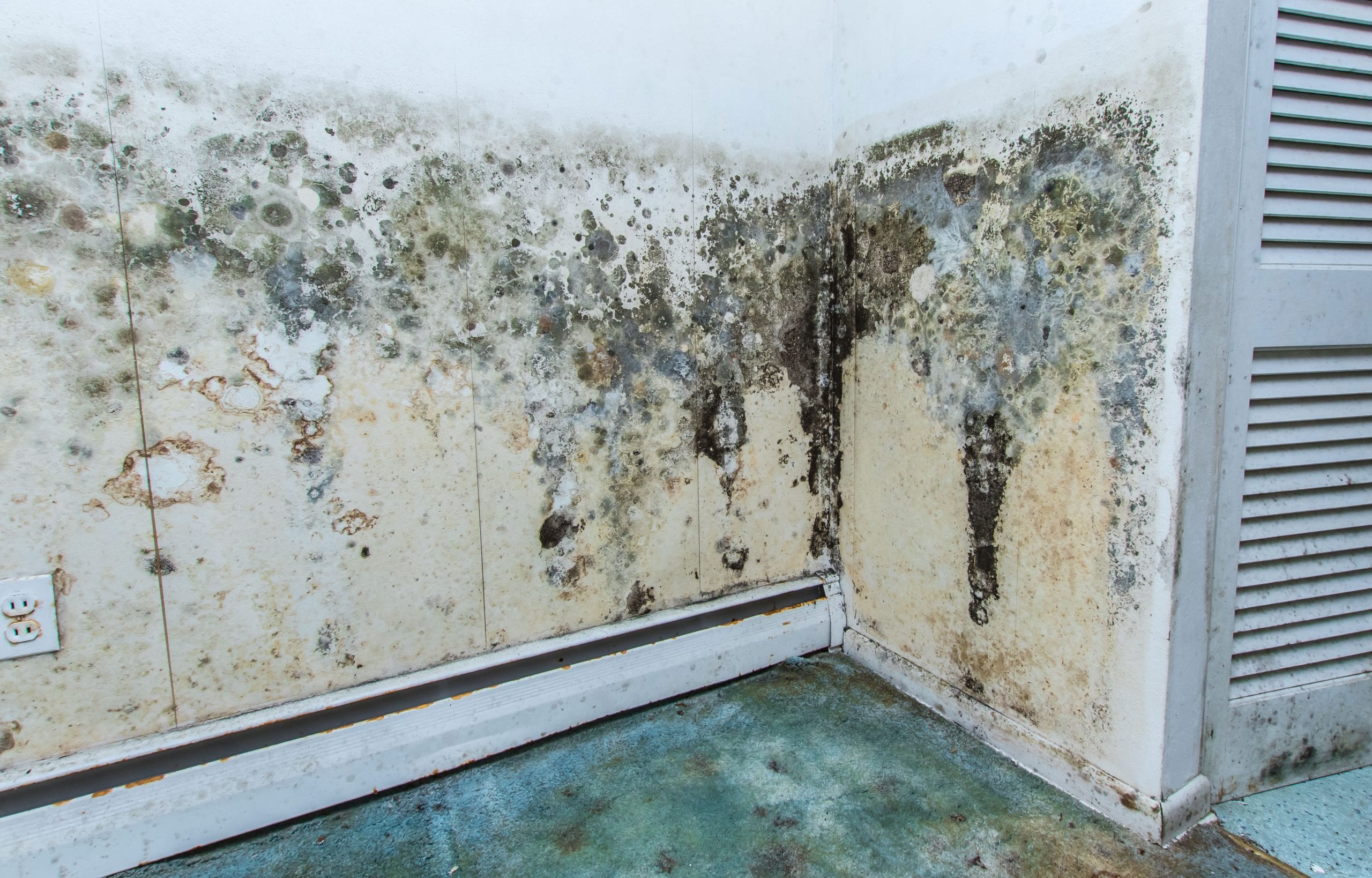 residential mold removal Westminster, Colorado